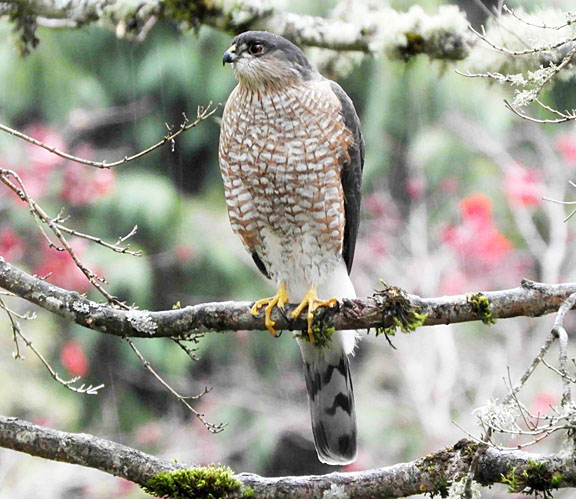 cooper hawk small graphic